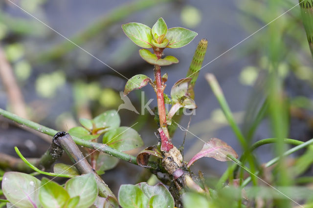 Waterlepeltje (Ludwigia palustris)