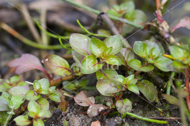 Waterlepeltje (Ludwigia palustris)