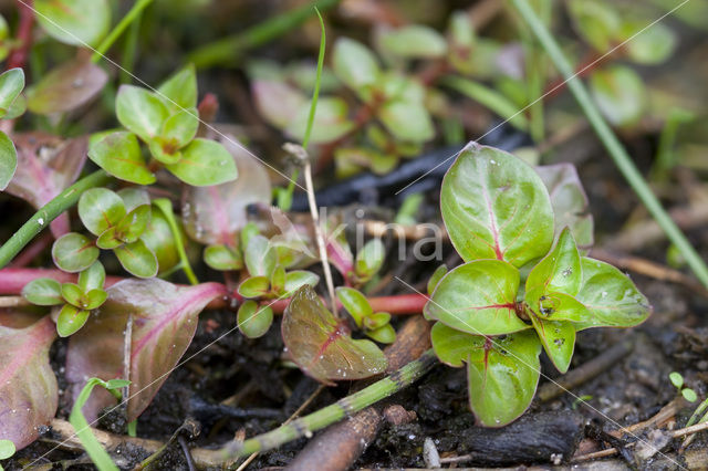 Waterlepeltje (Ludwigia palustris)