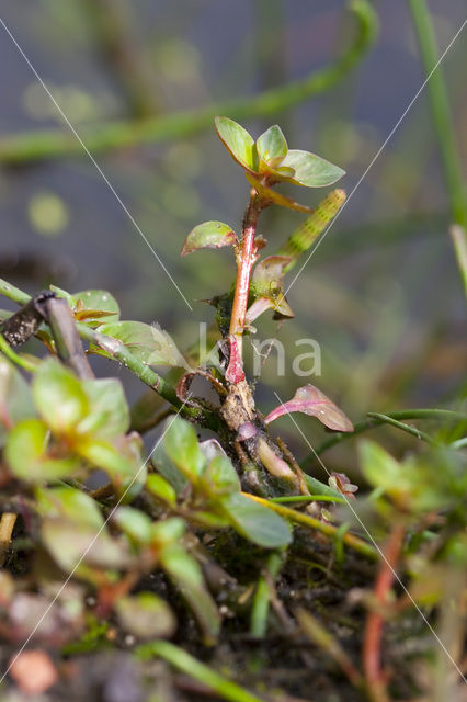 Waterlepeltje (Ludwigia palustris)