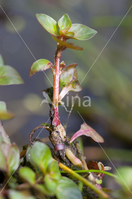 Waterlepeltje (Ludwigia palustris)