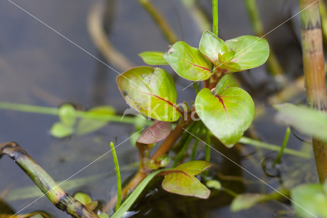 Waterlepeltje (Ludwigia palustris)