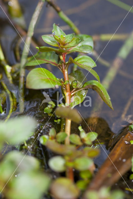 Waterlepeltje (Ludwigia palustris)