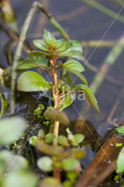 Waterlepeltje (Ludwigia palustris)