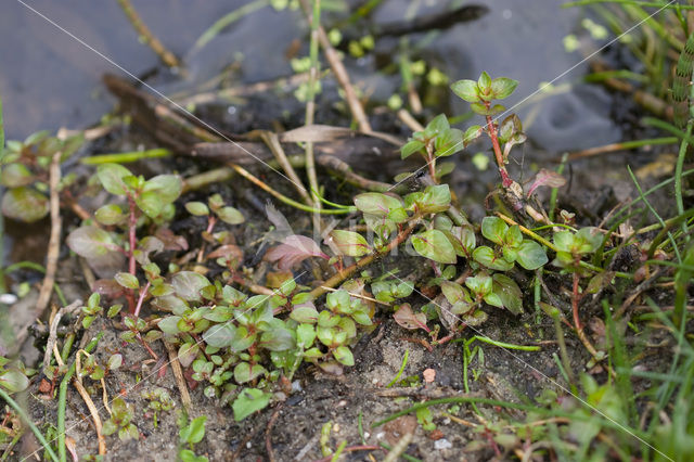 Waterlepeltje (Ludwigia palustris)