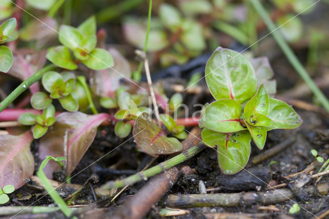 Waterlepeltje (Ludwigia palustris)