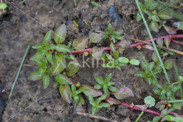 Waterlepeltje (Ludwigia palustris)