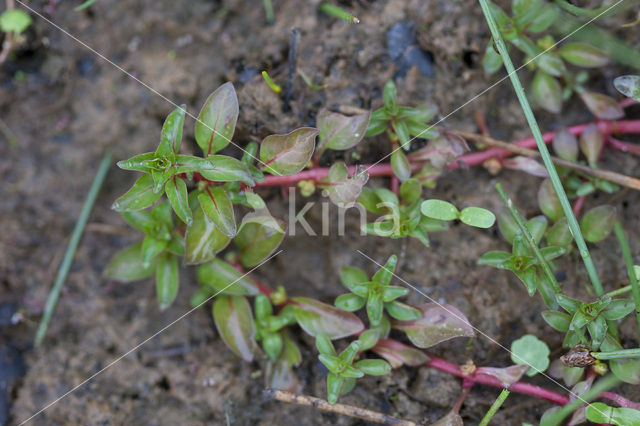 Waterlepeltje (Ludwigia palustris)