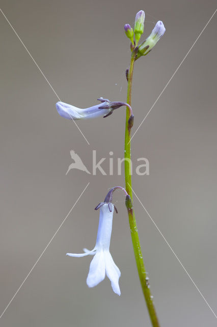 Waterlobelia (Lobelia dortmanna)