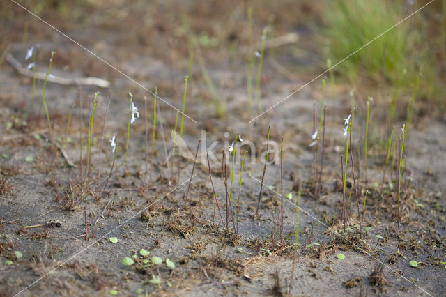 Waterlobelia (Lobelia dortmanna)