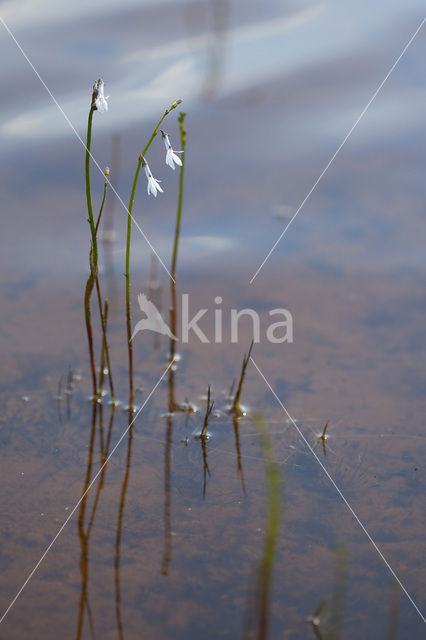 Waterlobelia (Lobelia dortmanna)