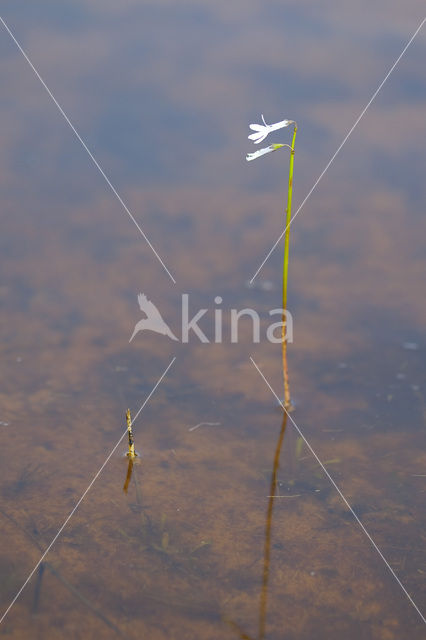 Waterlobelia (Lobelia dortmanna)