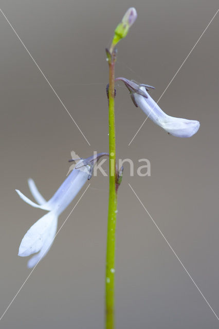 Waterlobelia (Lobelia dortmanna)