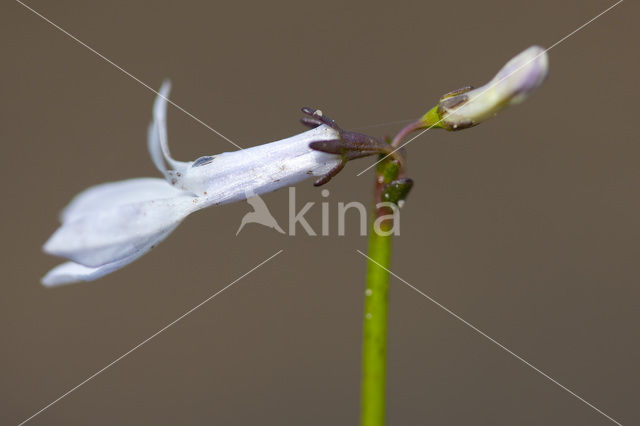 Waterlobelia (Lobelia dortmanna)