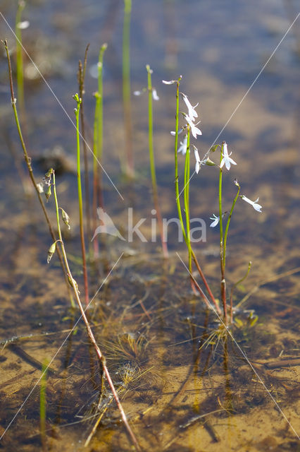 Waterlobelia (Lobelia dortmanna)