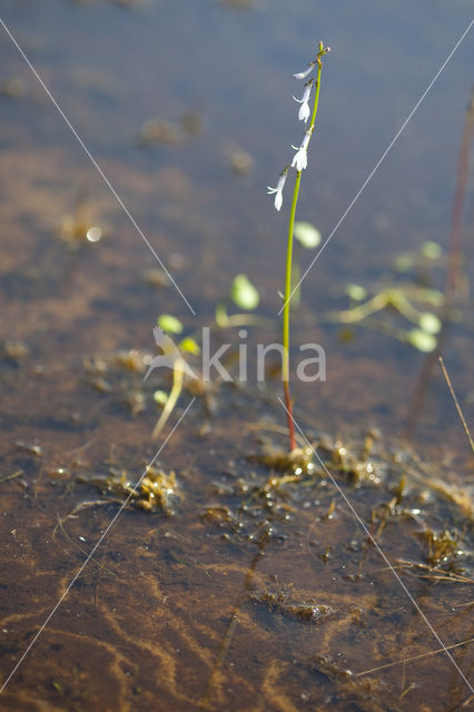 Waterlobelia (Lobelia dortmanna)