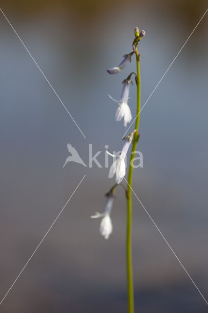 Waterlobelia (Lobelia dortmanna)