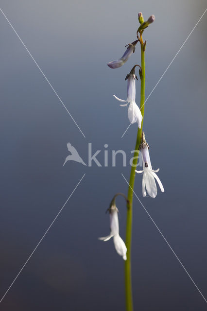 Waterlobelia (Lobelia dortmanna)