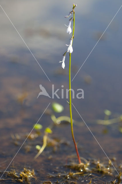 Waterlobelia (Lobelia dortmanna)