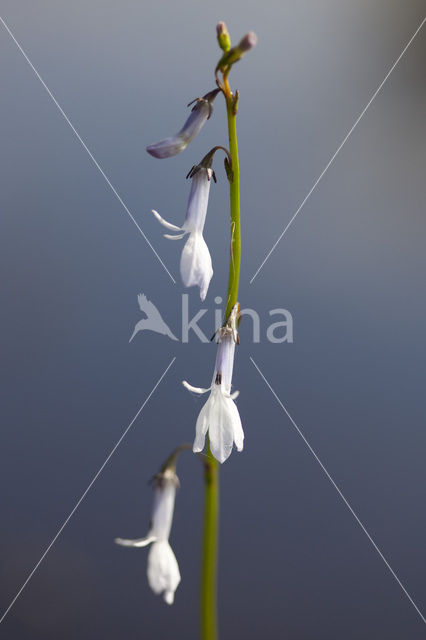 Waterlobelia (Lobelia dortmanna)