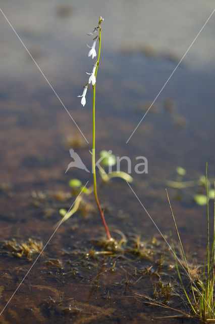 Waterlobelia (Lobelia dortmanna)