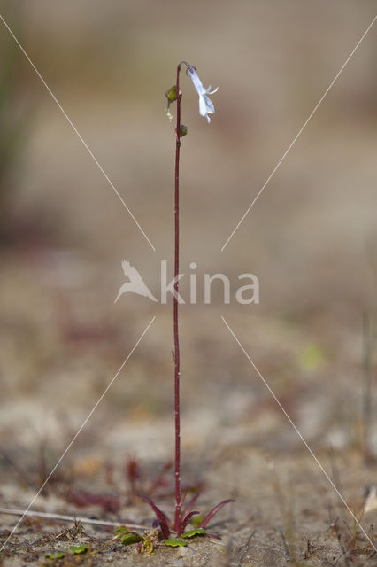 Waterlobelia (Lobelia dortmanna)