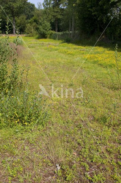 Wijdbloeiende rus (Juncus tenageia)