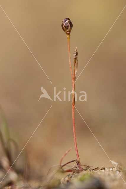 Wijdbloeiende rus (Juncus tenageia)