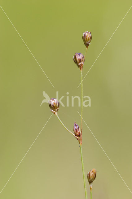 Wijdbloeiende rus (Juncus tenageia)