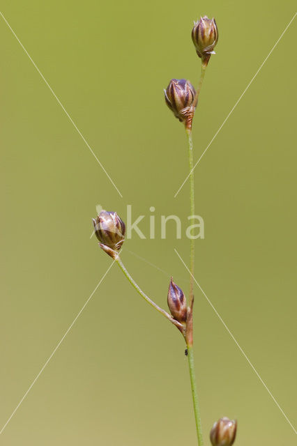 Wijdbloeiende rus (Juncus tenageia)