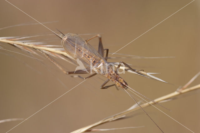 tree cricket (Oecanthus pellucens)