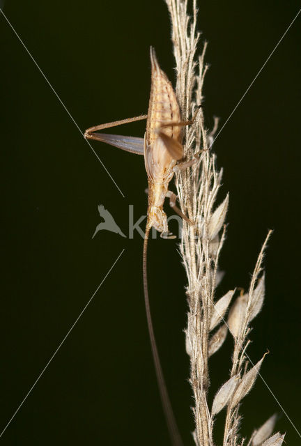 tree cricket (Oecanthus pellucens)