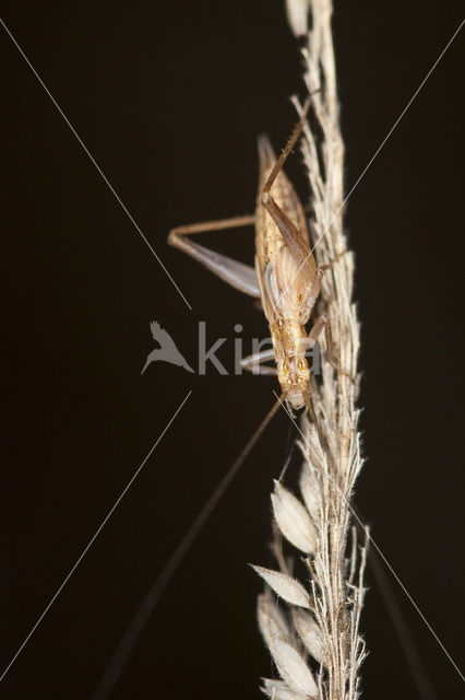 tree cricket (Oecanthus pellucens)