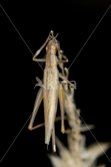 tree cricket (Oecanthus pellucens)