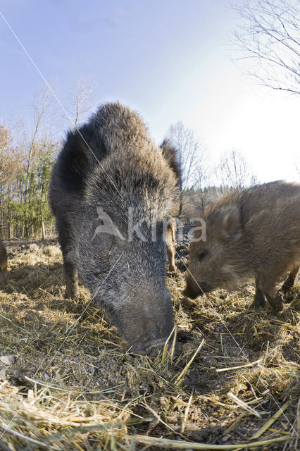 Wild zwijn