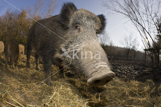 Wild zwijn