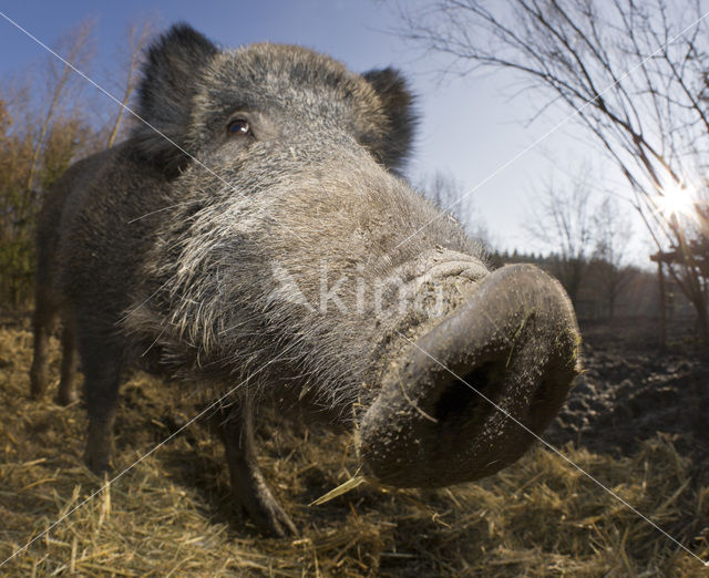 Wild zwijn