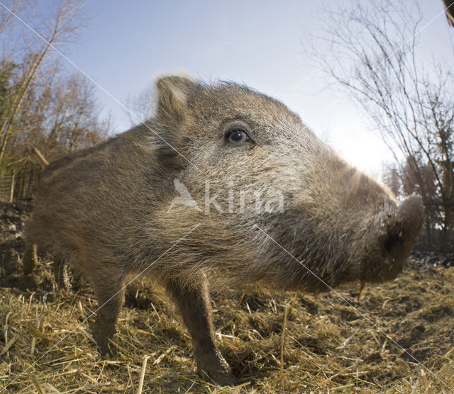 Wild zwijn