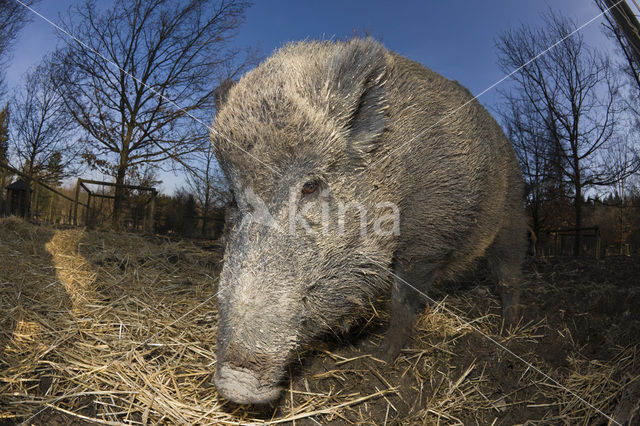 Wild zwijn