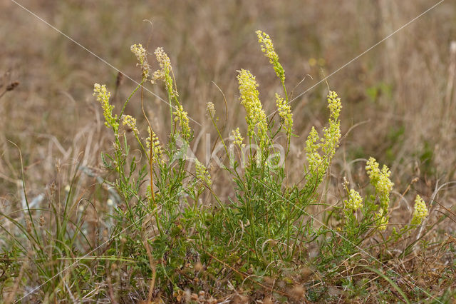 Wilde reseda (Reseda lutea)