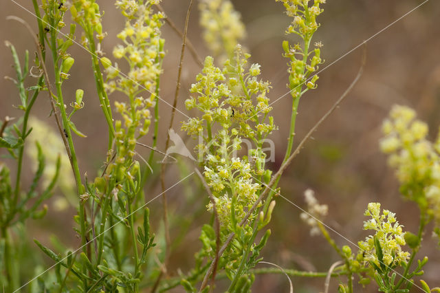 Wilde reseda (Reseda lutea)