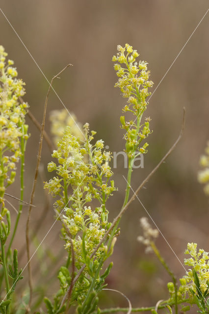 Wilde reseda (Reseda lutea)