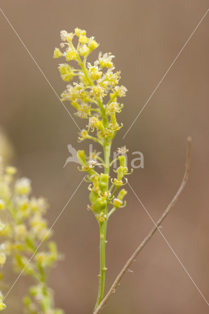 Wilde reseda (Reseda lutea)