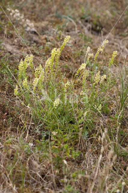 Wilde reseda (Reseda lutea)