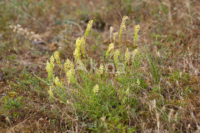 Wilde reseda (Reseda lutea)