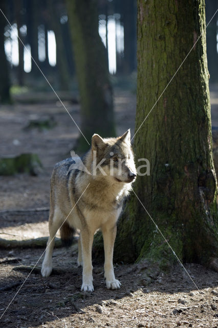 Grey Wolf (Canis lupus)