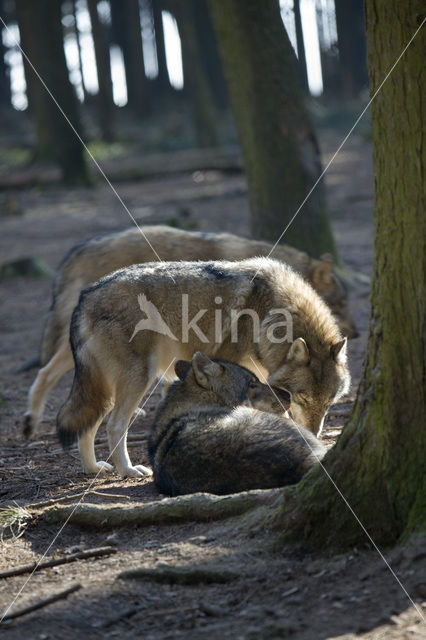 Grey Wolf (Canis lupus)