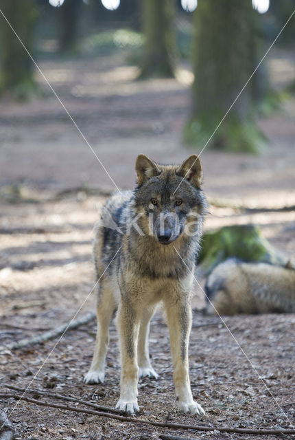 Grey Wolf (Canis lupus)