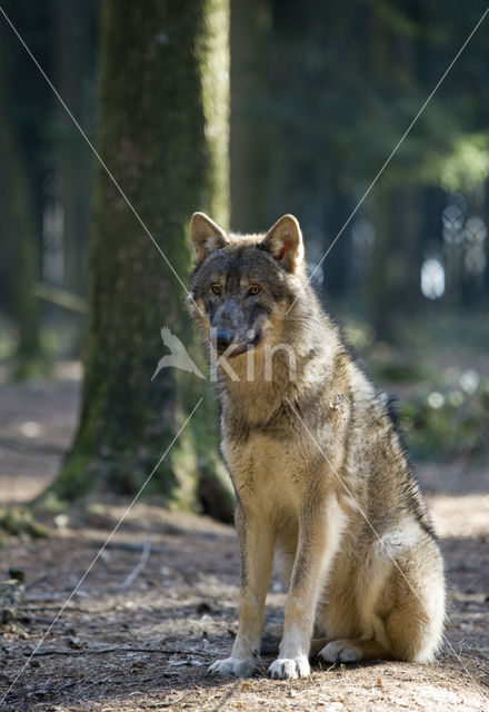 Grey Wolf (Canis lupus)