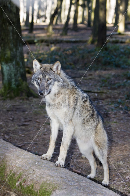 Grey Wolf (Canis lupus)